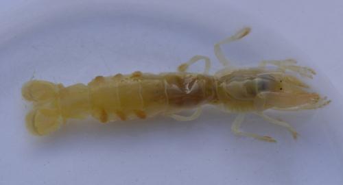Pestarella tyrrhena